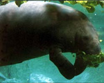 manatee